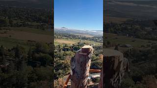 Removing codominant tops on a cedar tree with a nice view ￼ [upl. by Gwendolen]