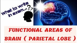 Functional areas  Parietal lobe [upl. by Deckert]