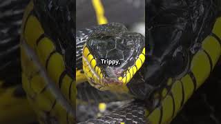 Amazing facts about the Bandy bandy Snake wildlife amazingfacts facts funfacts [upl. by Soinotna734]