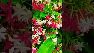 Combretum indicum flowers youtubeshorts trending beautiful gardning naturalbeauty [upl. by Ohs]