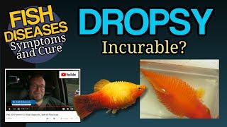 Dropsy Big Belly Ascites in Goldfish Koi and Tropical Fish Treatment [upl. by Flosi]