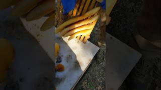 Досконалість природи😍😲🌳🐝 beekeepers beekeeper beekeeping honeybee beehive beekeeperslife [upl. by Hairas]