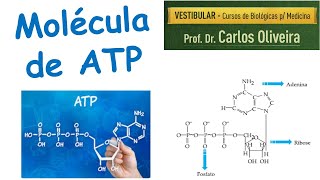 Molécula de ATP [upl. by Crescin]