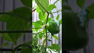 🫑Italian Sweet Peppers Still Grow During The Fall🌶️ gardening garden green life [upl. by Nospmas]