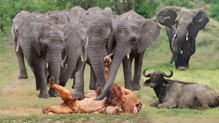 The Lion Was Suddenly Attacked By A Herd Of Angry Elephants And Injured While Ambushing The Buffalo [upl. by Assilanna]