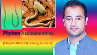 Phylum Aschelminthes NematodaChapter Diversity Among AnimalsClass 11 Biology [upl. by Nikoletta731]