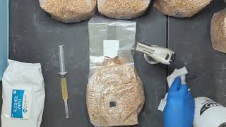 How to incoulate a grain spawn bag with spores or liquid culture [upl. by Kulda]