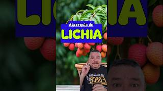 LICHIA COMO FAZER ALPORQUIA PARA CULTIVAR EM VASOS plantas jardim fruit [upl. by Vaclav186]