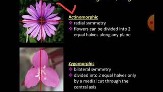 Actinomorphic amp Zygomorphic flowers NEET2024 [upl. by Troyes]