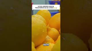 usine de transformation du citron 🍋‍🟩🤯 citron usine delicious cooking production pourtoi [upl. by Zacks]