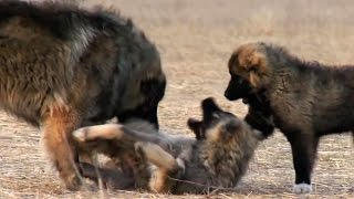 Georgian Caucasian Shepherd  Kavkasiuri nagazi [upl. by Amador]