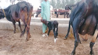 Mashallah cholstanis frizian cross cow rabbta number03067258072 subscribe to channelpakistan Tuesd [upl. by Pollerd]