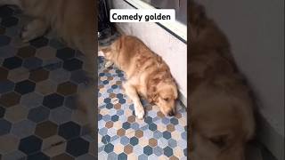 Comedy golden 😂🤣😂🤣goldenritriever subscribe doglover funny shorts [upl. by Venola]