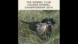 2014 Cocker Spaniel Championship held at Queensberry Estate Scotland [upl. by Kahlil]