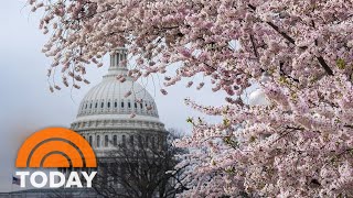 Whose idea was it to bring cherry blossoms to DC [upl. by Astred]