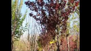 Krauter Plum Trees in Pots For Sale [upl. by Chappy168]