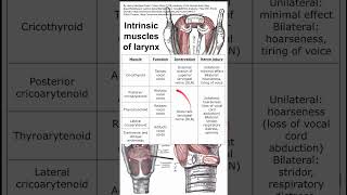 Intrinsic muscles of larynx [upl. by Eyk]