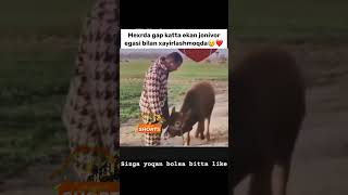 SIZDAN NIMA KETI VIDEOGA BITTA LIKE BOSING ❤️👍funny 1mln comedyvideos instagram subscribe japa [upl. by Nuajed812]