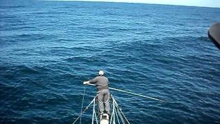 Swordfish Harpooned on Browns Bank off Nova Scotia Canada [upl. by Idrahs]