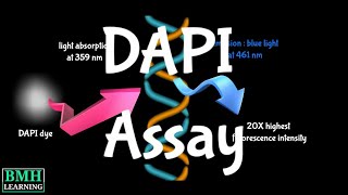 DAPI Assay For Apoptosis  DAPI Staining For Apoptosis  DAPI Nuclear Staining Dye For Apoptosis [upl. by Luca62]