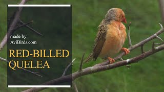 RedBilled Quelea  RedBilled Weaver  RedBilled Dioch Quelea Quelea [upl. by Eiclud313]