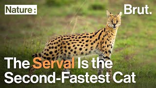 The Serval Is the SecondFastest Cat After the Cheetah [upl. by Ymas442]