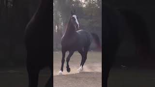 horse horselover horseriding explore ghoda love ghodakatora shortsvideo shorts shortsfeed [upl. by Adlay]