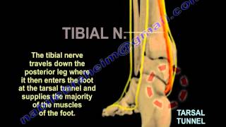 Nerves Of The Lower Leg 3D  Everything You Need To Know  Dr Nabil Ebraheim [upl. by Amoeji]