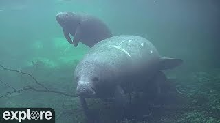 Underwater Manatee Cam At Homosassa Springs  Fall in love with the beloved sea cows  exploreorg [upl. by Kcirneh]