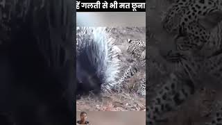 porcupine animal amazing facts 🤯✅ [upl. by Colinson]