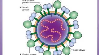 Paramyxoviruses virology [upl. by De Witt]