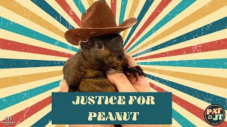 Justice For Peanut The Squirrel  Pat amp JT Podcast [upl. by Notwal]