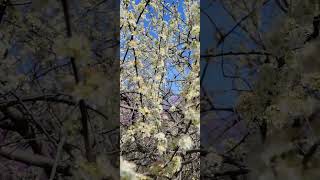 Serviceberry is loaded with mason bees honeybees and wasp [upl. by Kalikow]