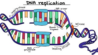 dna replication in eukaryotes dna replication animation  class 12 biology [upl. by Hylton]