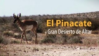 Reserva de la Biosfera El Pinacate y Gran Desierto de Altar [upl. by Martres]