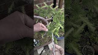 A TOP TIP for Pruning Japanese Larch Bonsai  Its So Easy [upl. by Crowe]