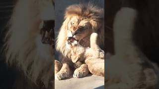 Killing the cubs  infanticide by male lions [upl. by Nomis]