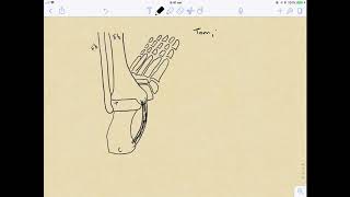 How to DRAW the Tarsal Tunnel Its easier than you thought [upl. by Alysa]