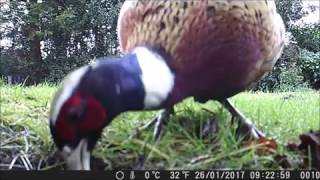 Testing the Crenova Trail Camera [upl. by Bilac79]