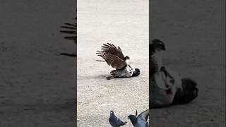 Sparrow Hawk catches pigeon [upl. by Burdett195]