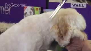 Grooming Guide  Cockapoo Pro Groomer [upl. by Antonina]