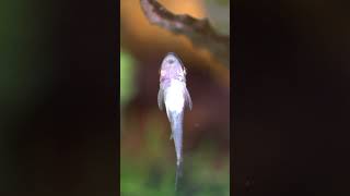 Best Algae Eaters Otocinclus Catfish 🐠 shorts [upl. by Jarrell]