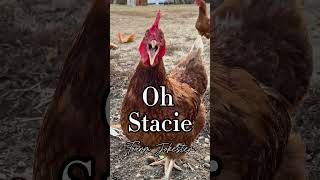 Stacey Oh Stacie Stacystacey stacie stacy rooster chickens chickensofyoutube comedy [upl. by Nawotna931]