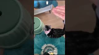 Confusing behavior in cats🤣🤣😹😹 cat cats cutecat fyp funny funnyvideos fouyou usa [upl. by Anaitit]