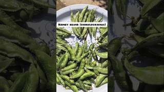 Kidney beans chikkudukayaharvest on our terrace gardenorganicterracegardening garden [upl. by Jacobba]