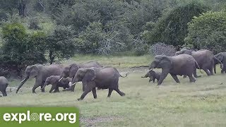 AMAZING Elephants RUSH to the Water and PROTECT BABY [upl. by Adnaram]