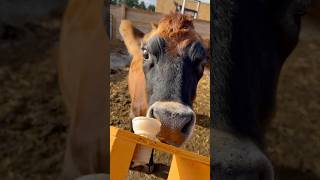 Feeding a cow at Downey’s Farm Caledon ON [upl. by Lednek299]