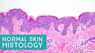 Normal Skin Histology  Explained by a Dermatopathologist [upl. by Copp978]