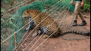 Animales que pidieron ayuda y bondad a la gente  ¡Los mejores momentos de invierno [upl. by Anilag83]