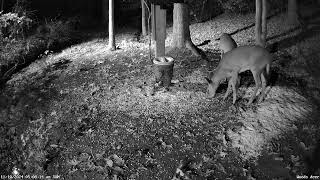 Deer Drop By Crittercam for a snack [upl. by Emilio]